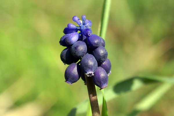 Muscari neglectum