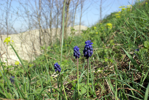 Muscari neglectum