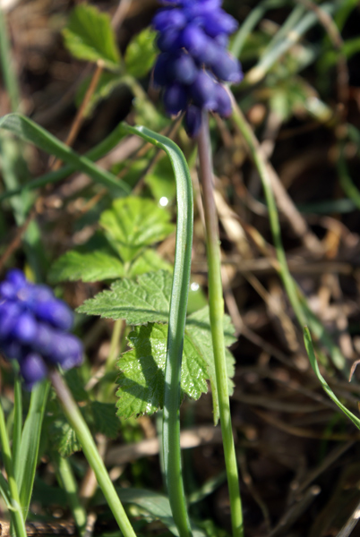 Muscari neglectum