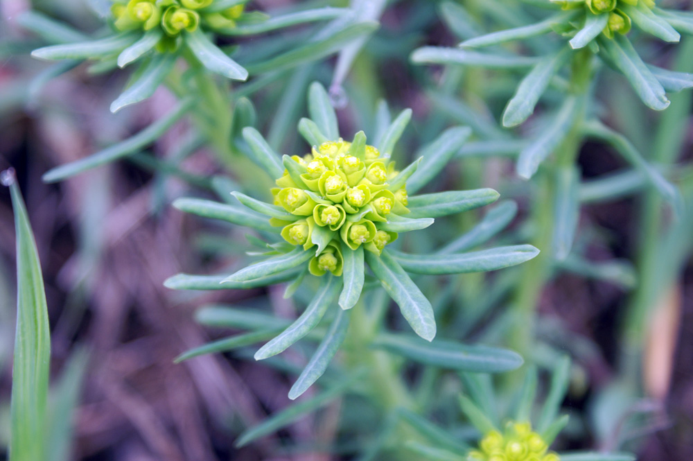 Conferma per Euphorbia villosa