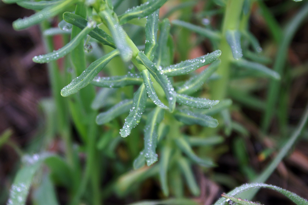 Conferma per Euphorbia villosa