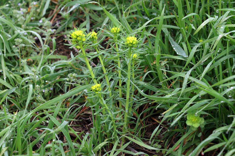 Conferma per Euphorbia villosa