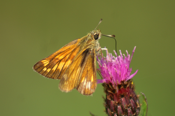 Ochlodes sylvanus