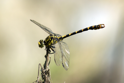 Onychogomphus forcipatus unguiculatus