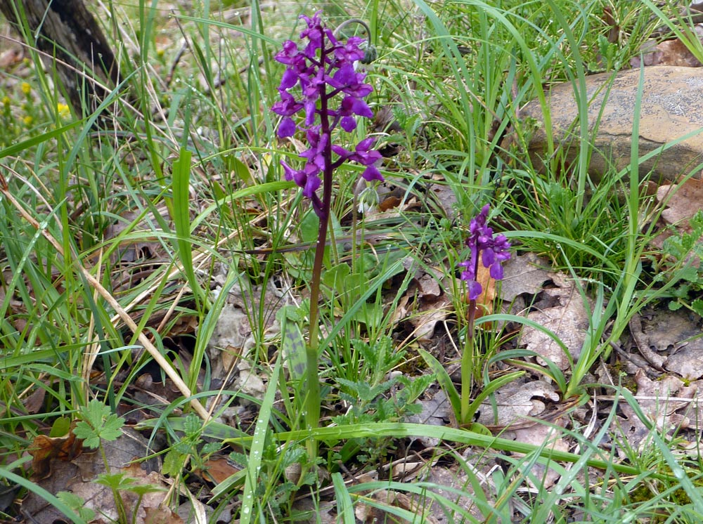 Dactylorhiza....(anzi, Orchis cfr. langei K.Richter )