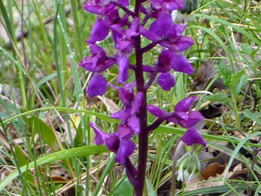 Dactylorhiza....(anzi, Orchis cfr. langei K.Richter )