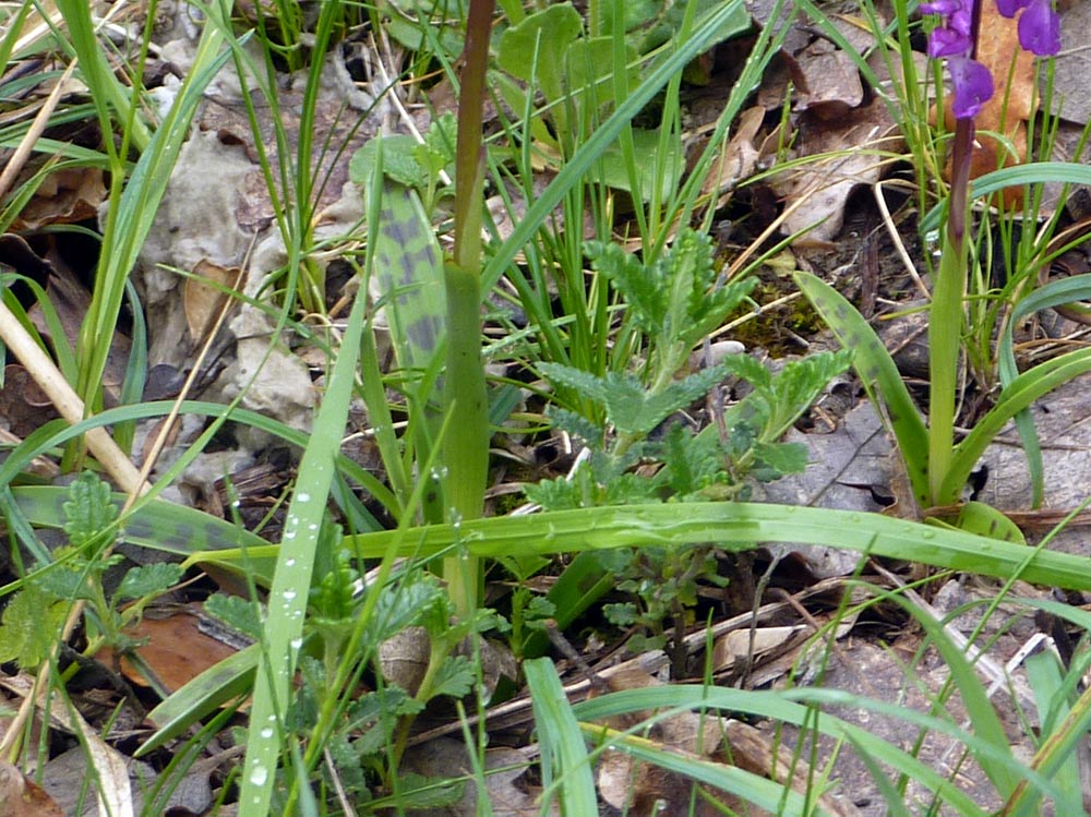 Dactylorhiza....(anzi, Orchis cfr. langei K.Richter )