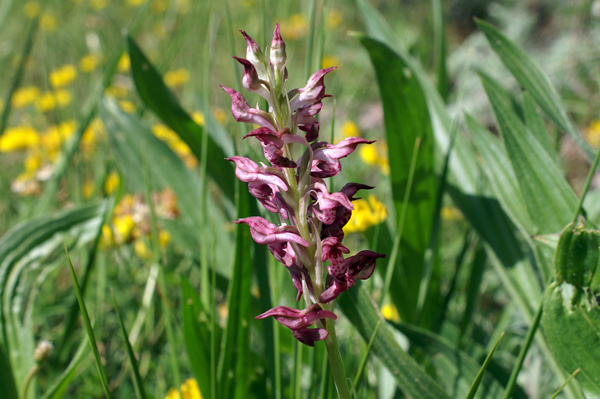 Orchis coriophora