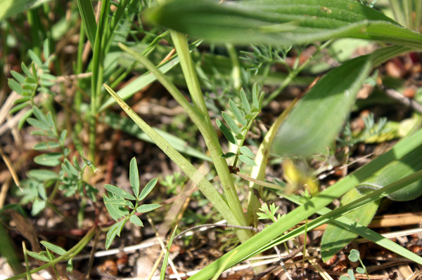 Orchis coriophora