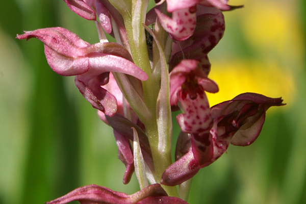 Orchis coriophora