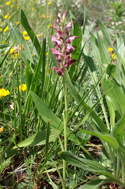 Orchis coriophora