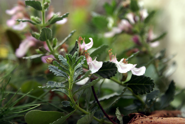 Teucrium chamaedrys