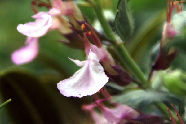 Teucrium chamaedrys