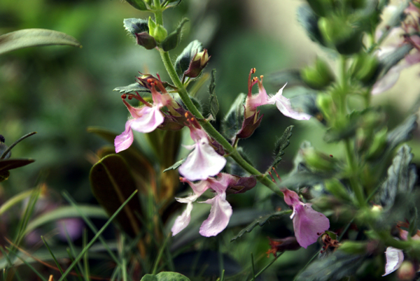 Teucrium chamaedrys