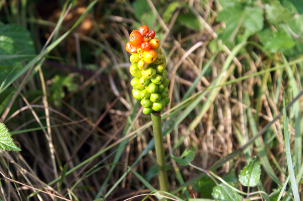 Arum sp.