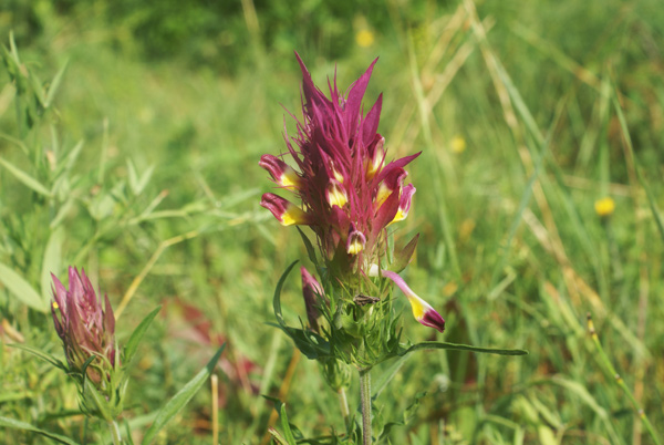 fiore curioso - Melampyrum sp