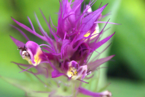 fiore curioso - Melampyrum sp