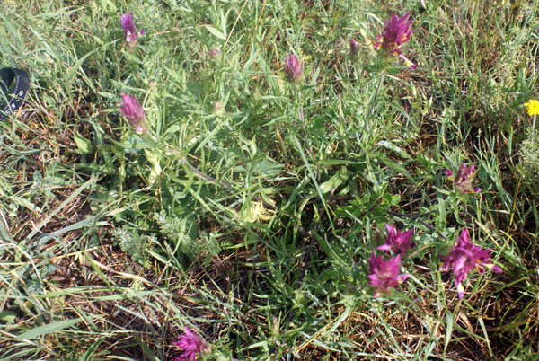 fiore curioso - Melampyrum sp