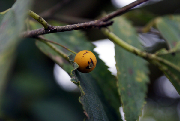 Celtis australis / Bagolaro