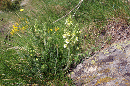 Pedicularis tuberosa