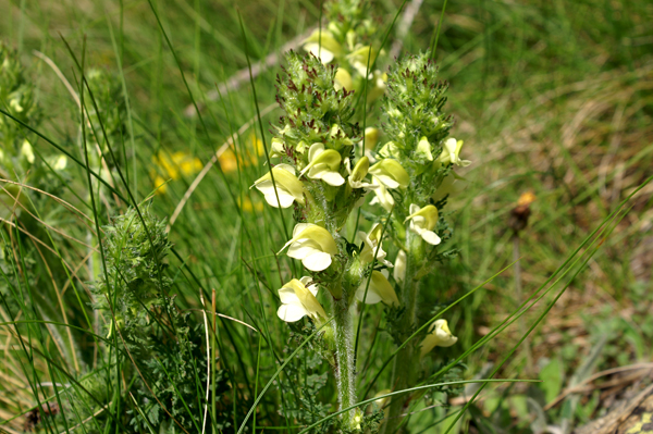 Pedicularis tuberosa