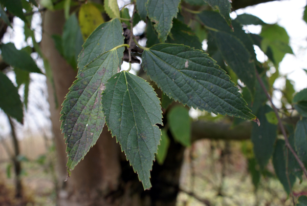 Celtis australis / Bagolaro