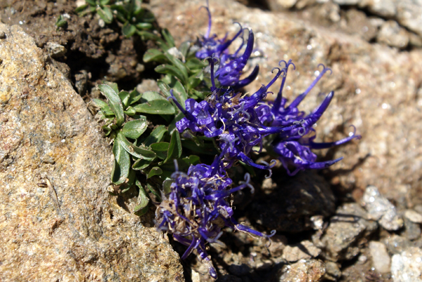 Phyteuma globulariifolium/ Raponzolo a foglie di globularia