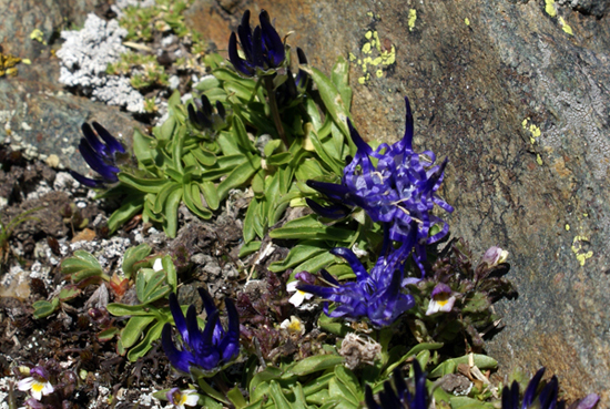 Phyteuma globulariifolium/ Raponzolo a foglie di globularia