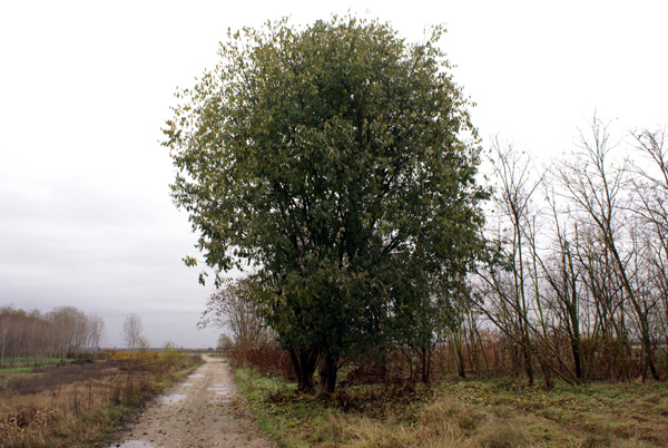 Celtis australis / Bagolaro