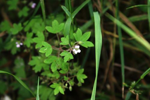 sullo sterrato - Geranium sp.