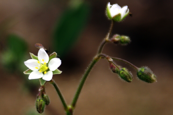 Spergula arvensis / Renaiola comune