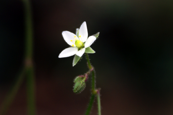 Spergula arvensis / Renaiola comune