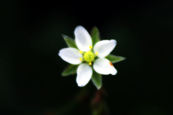 Spergula arvensis / Renaiola comune