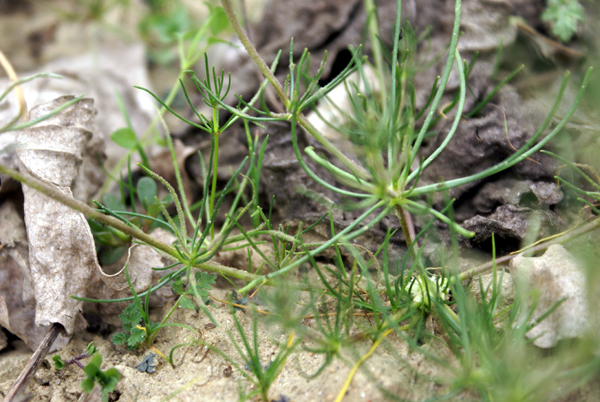 Spergula arvensis / Renaiola comune