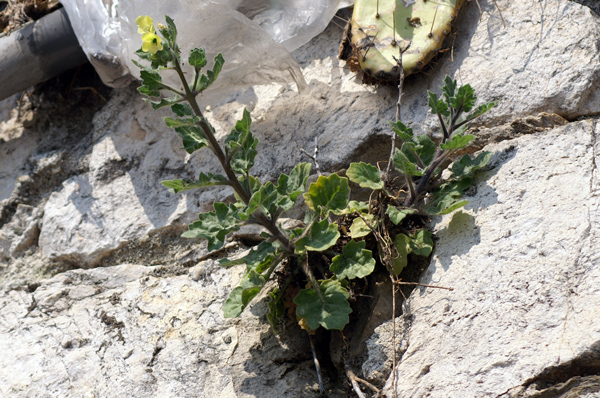 sulle mura del porto di Finale - Hyoscyamus albus