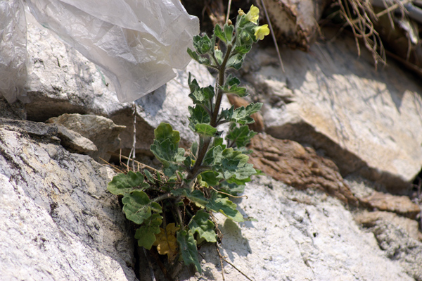 sulle mura del porto di Finale - Hyoscyamus albus