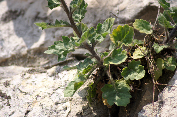 sulle mura del porto di Finale - Hyoscyamus albus