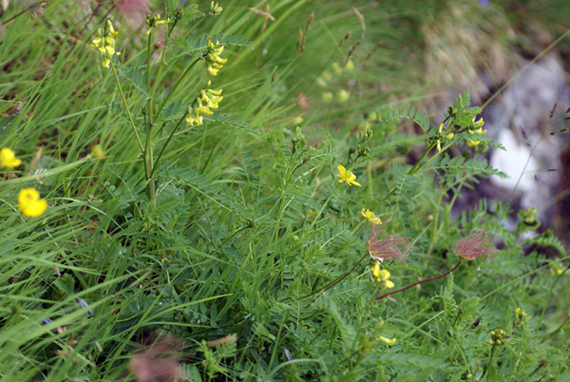 Astragalus frigidus / Astragalo freddoloso