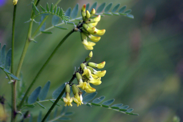 Astragalus frigidus / Astragalo freddoloso