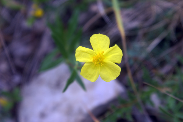 Potentilla? no, Helianthemum sp.