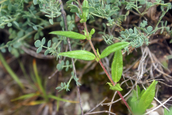 Potentilla? no, Helianthemum sp.