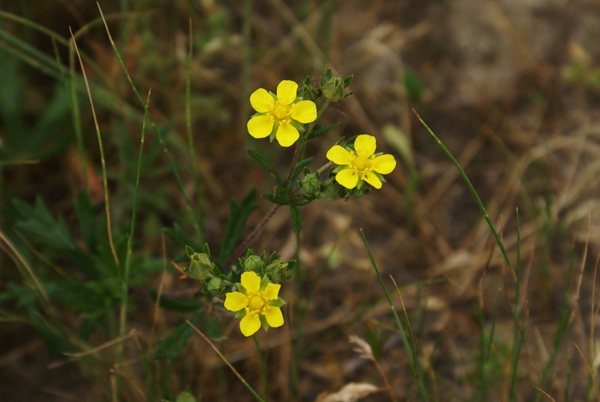 Potentilla sp.