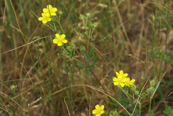 Potentilla sp.