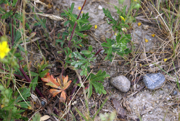 Potentilla sp.