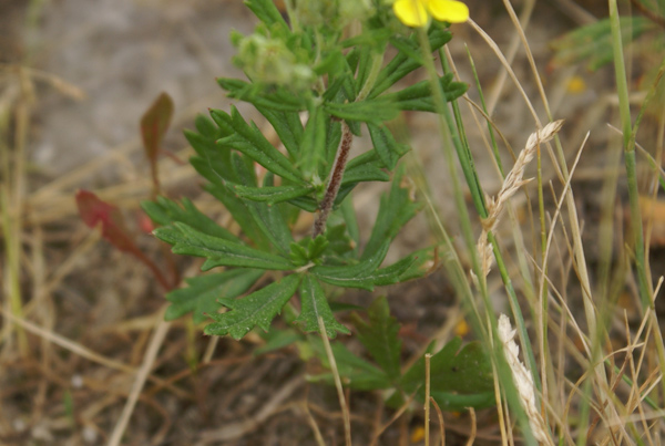 Potentilla sp.