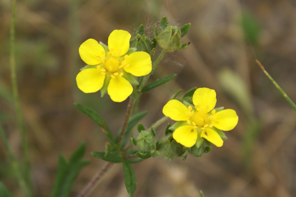 Potentilla sp.