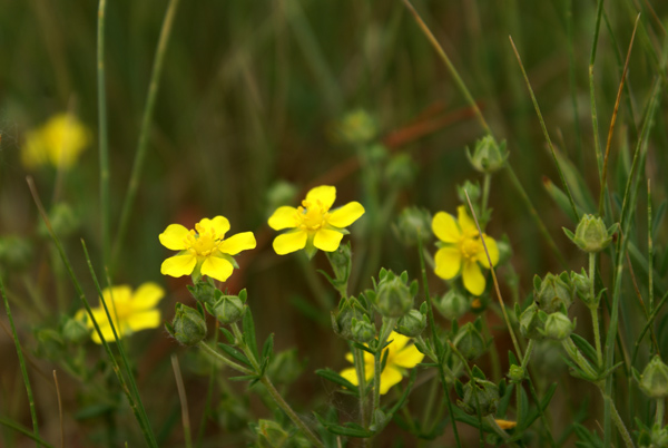 Potentilla sp.