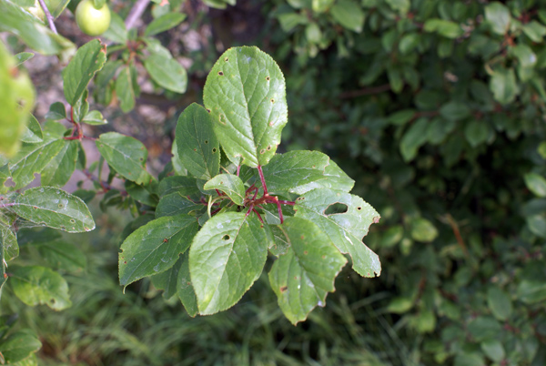 Prunus cerasifera / Mirabolano