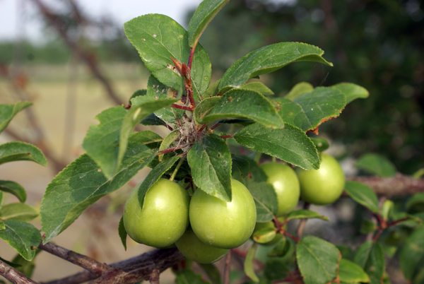 Prunus cerasifera / Mirabolano