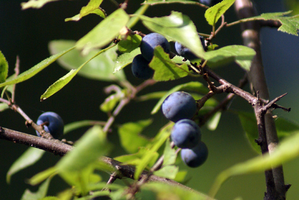 Prunus spinosa